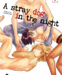 Stray Dog in the night