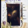 Orchidée noire